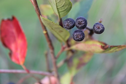 BIO Aronia Fruchtaufstrich (Gelee) in Demeter-Qualität – 180g - 5