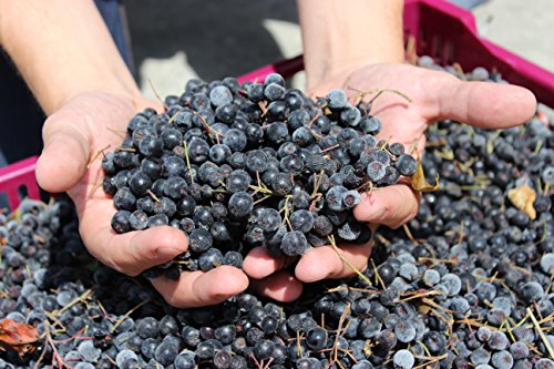 BIO Aronia Fruchtaufstrich (Gelee) in Demeter-Qualität – 180g - 6
