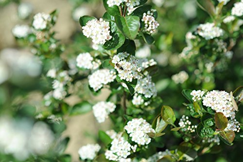 BIO Aronia Fruchtaufstrich (Gelee) in Demeter-Qualität – 180g - 7