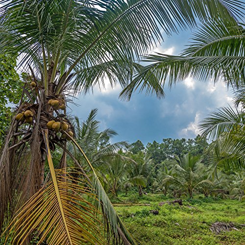 Bio Kokosöl nativ 1000ml - 5