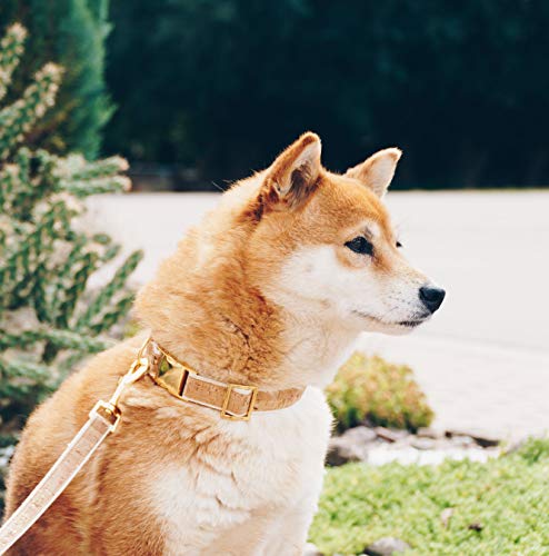 4 Nooks - Veganes Design Hundehalsband aus Baumwolle und Kork mit Gold, Größe S - 4