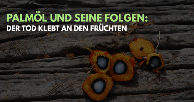 Read more about the article Palmöl und seine Folgen: der Tod klebt an den Früchten