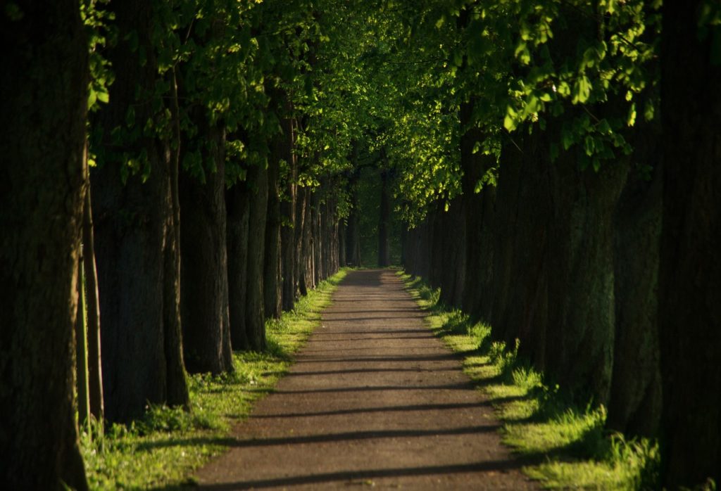 Kastanienallee verursachte Fischsterben