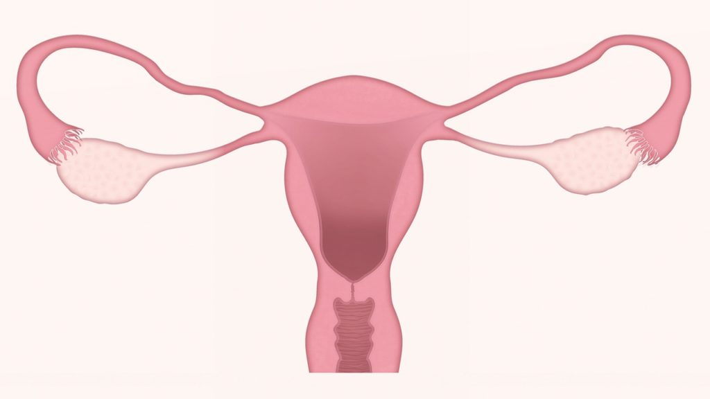 Richtige Größe für Menstruationstasse ermitteln