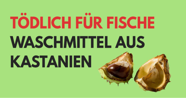 Read more about the article Waschmittel aus Kastanien & Efeu tödlich für Fische