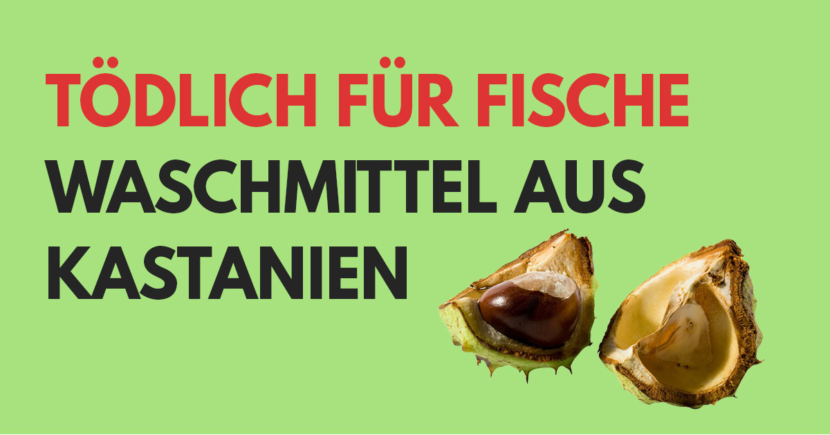 You are currently viewing Waschmittel aus Kastanien & Efeu tödlich für Fische