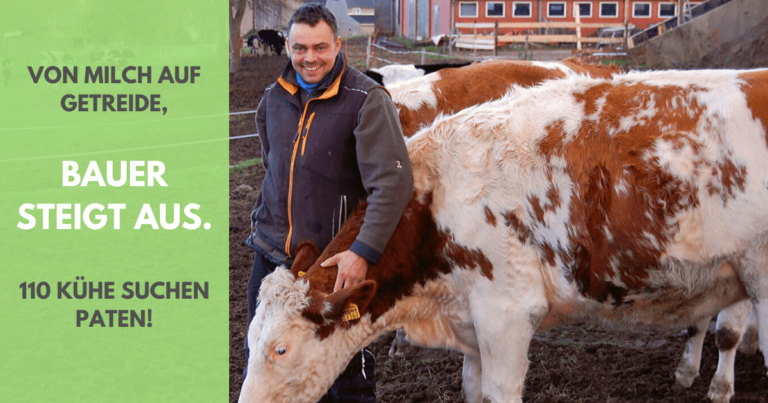 Read more about the article Bauer steigt aus – von Milch auf Getreide – 110 Kühe suchen Paten